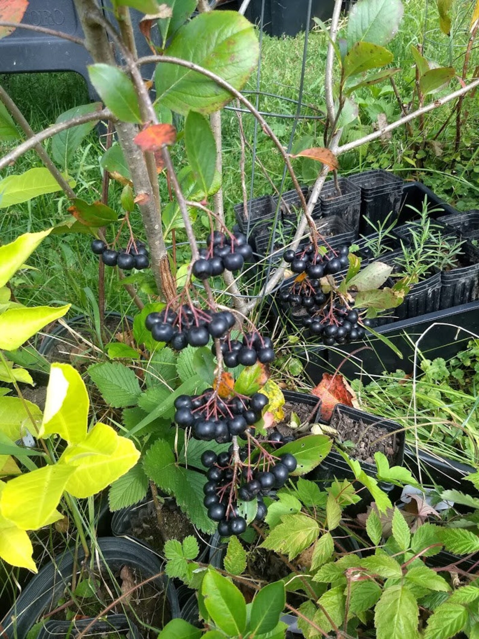3 Viking Aronia Berry Plants. Zones 38 Not Dormant. Live Etsy