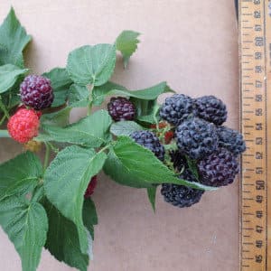 May include: A close-up of a branch of a blackberry bush with both red and black berries. The berries are ripe and ready to be picked.