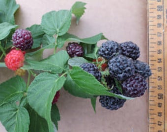 May include: A close-up of a branch of a blackberry bush with both red and black berries. The berries are ripe and ready to be picked.
