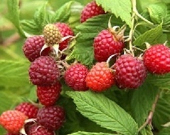 May include: Close-up of a cluster of ripe red raspberries on a green leafy branch. The raspberries vary in shades of red, from bright to deep, with some still developing. The leaves are a vibrant green, creating a natural, fresh appearance.