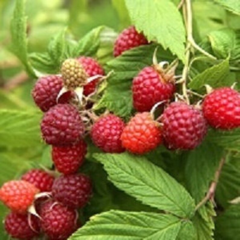 1 DORMANT Early everbearing Prelude red raspberry plant. Live rooted starter plant. 4-7. image 1