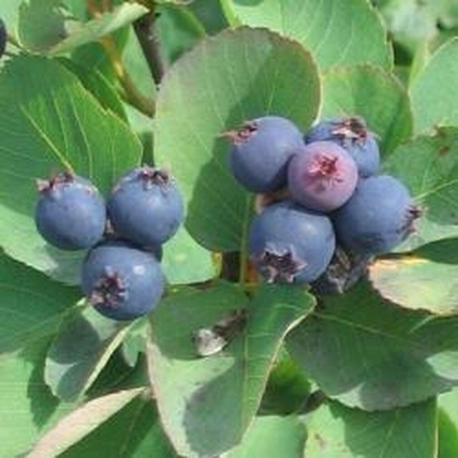 4 Saskatoon serviceberry Amelanchier alnifolia edible 12 Etsy