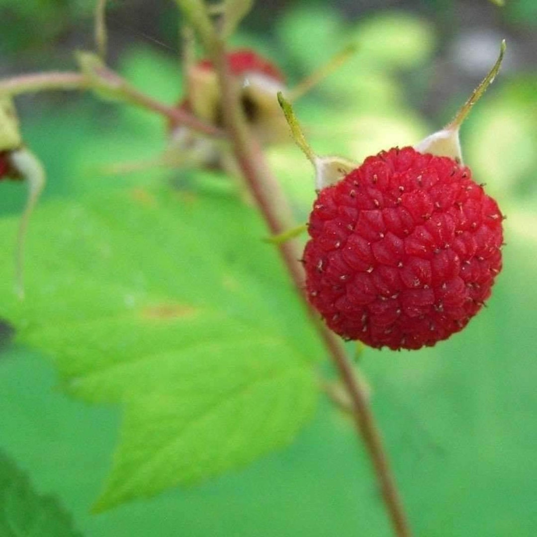 1 Thimbleberry Raspberry. Thornless Starter Plant. Zones 3-8. - Etsy