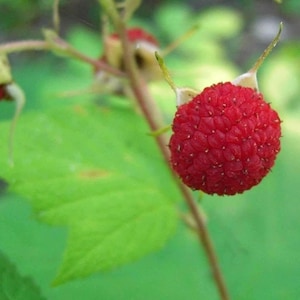 May include: Close-up of a bright red raspberry fruit, showcasing its textured surface and small, individual drupelets. The fruit is attached to a green stem with a few green leaves in the background. The image is well-lit, highlighting the vibrant color of the fruit.
