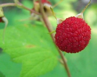 1 Thimbleberry raspberry.  Thornless starter plant.  Zones 3-8.