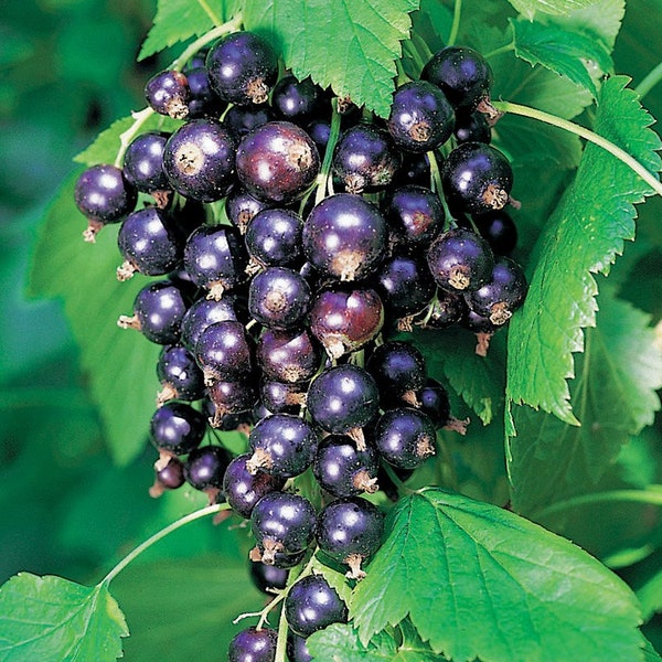 1 Ben Lomond black Currant live rooted starter plant, edible Shrub.  Zones 3-7.