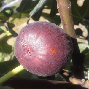 1 Chicago Hardy fig Zones 6-10. Perfect as potted plant. Self-pollinating. Live rooted starter plant.
