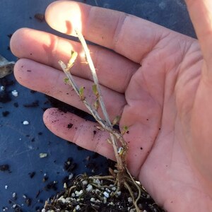May include: A small plant with brown stems and green leaves is held in a hand. The plant has a root ball with brown soil and white pebbles.