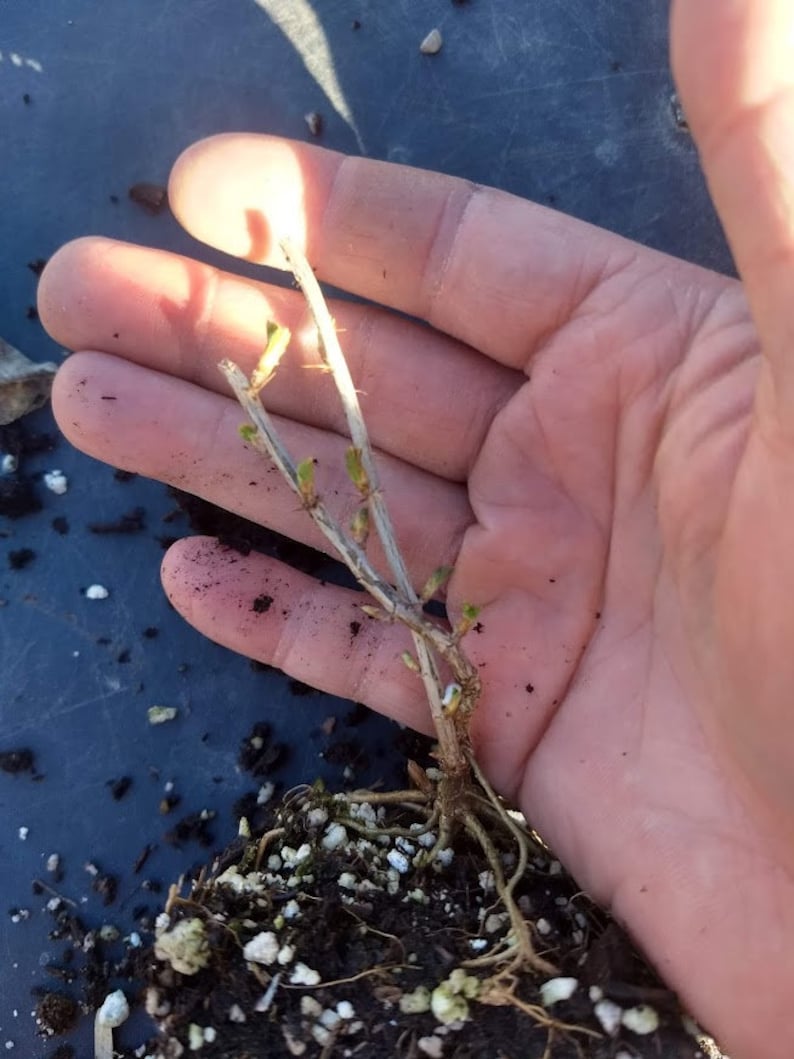 May include: A small plant with brown stems and green leaves is held in a hand. The plant has a root ball with brown soil and white pebbles.