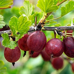 May include: A cluster of round, deep red gooseberries hanging from a thorny branch with vibrant green, lobed leaves. The berries have a smooth, taut skin and are attached to the woody stem by small, thin stalks in a natural garden setting.