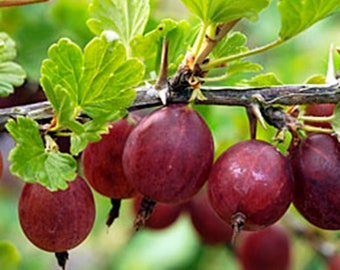1  Hinnomaki Red gooseberry live rooted plant, Shrub zones 3-7.  Self-pollinating