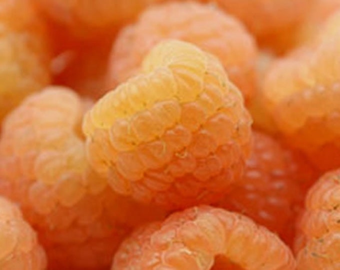 3 Fall Gold Raspberry Rooted Plants. Zones 38. Gold Colored Raspberry. Self Pollinating Etsy