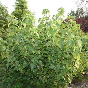 May include: A close-up of a green bush with many leaves. The bush is growing in a garden setting.