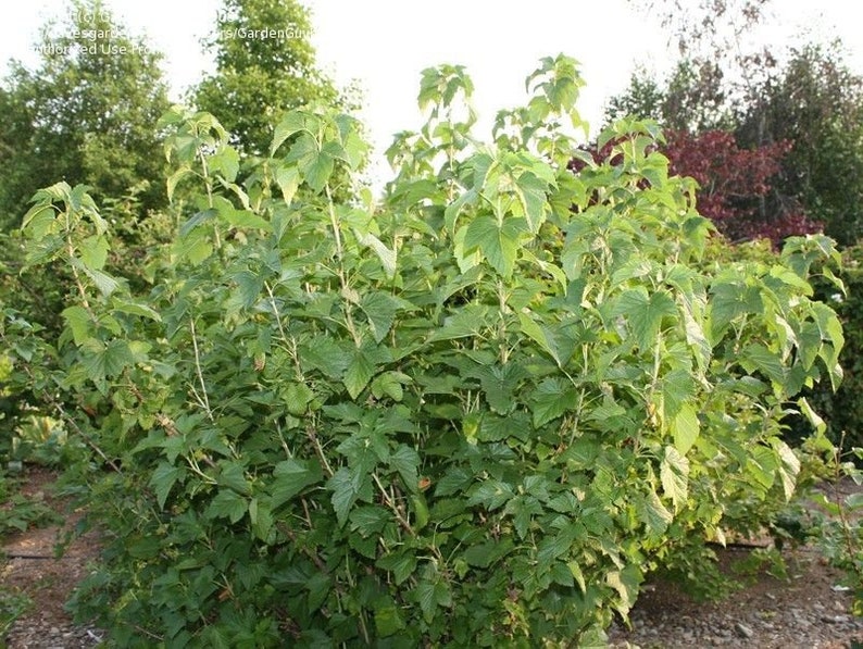 May include: A close-up of a green bush with many leaves. The bush is growing in a garden setting.