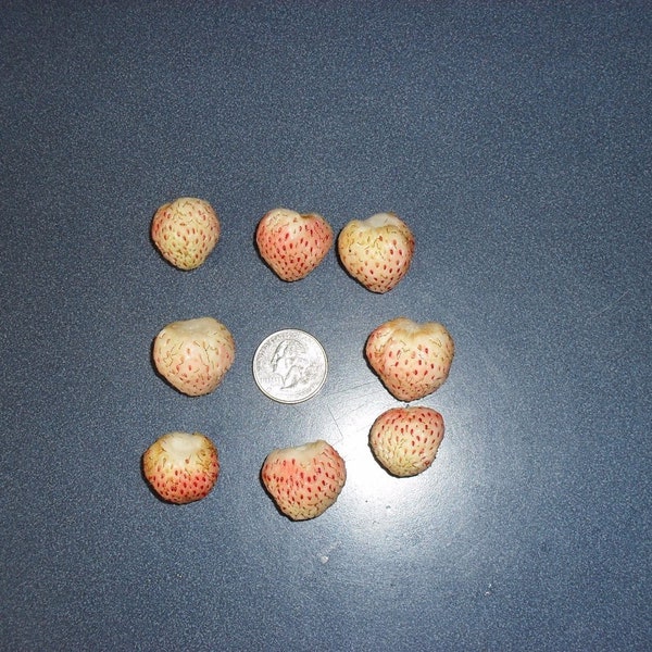 5 Pineberry strawberry living rooted plants, not dormant zones 3-8.