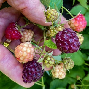 1  Amethyst purple raspberry plant. Live rooted starter plant. Zones 2-7.