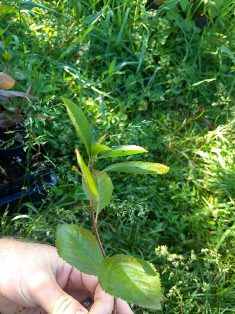 3 Viking Aronia Berry Plants. Zones 38 Not Dormant. Live Etsy