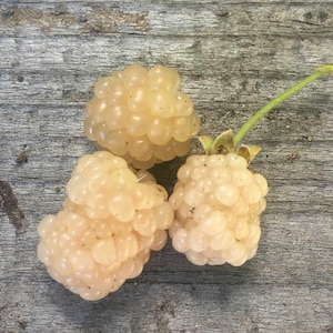 One Snowbank white blackberry plant, live plant, zones 5-8.