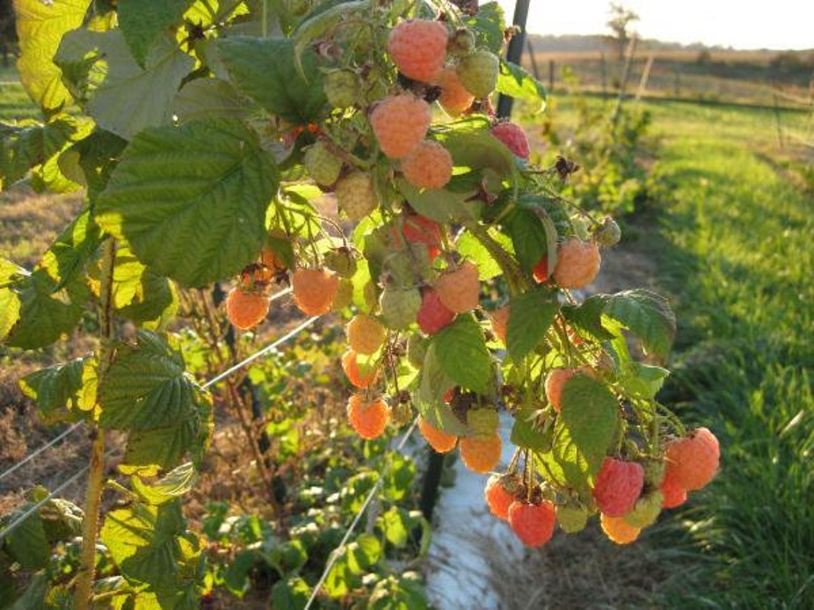 1 Double Gold Raspberry Rooted Plant. Zones 5-8. Champagne Colored ...