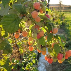 1 Double Gold Raspberry rooted plant. zones 5-8. Champagne colored raspberry. Self-pollinating