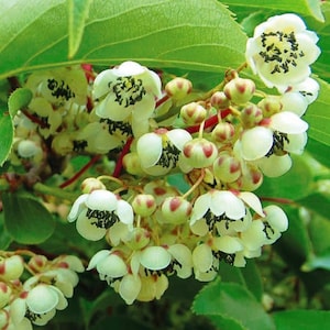May include: Close-up of a cluster of Actinidia deliciosa flowers, also known as kiwi flowers. The flowers are white with dark centers and are surrounded by green leaves and red stems. The image is well-lit and shows the details of the flowers.