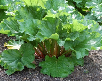 3 small sprouted Victoria Rhubarb roots. Heirloom Zones 3-8. Organic. Live roots.