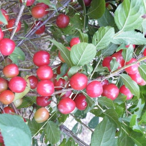 May include: A close-up of a branch laden with ripe, red cherries. The cherries are a vibrant red color, with some showing a slight gradient to yellow. Green leaves surround the cherries, and the branches are brown.