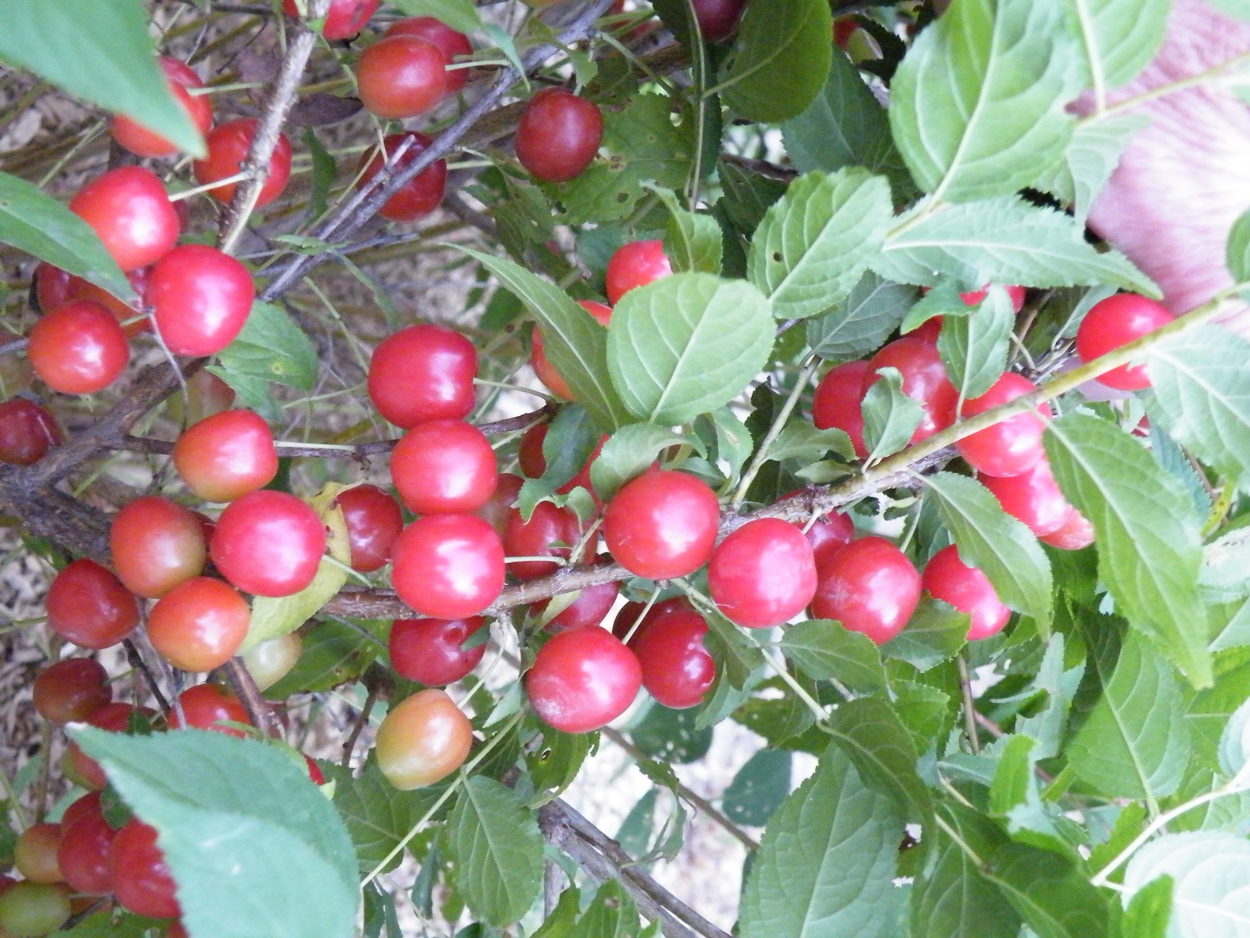 1 Nanking Cheropugy bush cherry, rooted plant. Zones 4-8