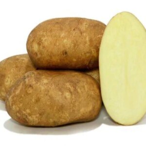 1 lb Goldrush Russet seed potato NON GMO no sprays used