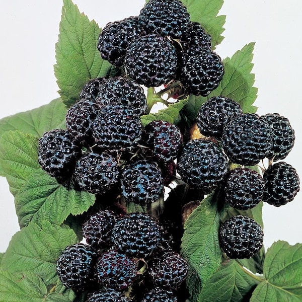 1 Jewel black raspberry plant. midseason. Zones 4-8.  Live rooted starter plant.