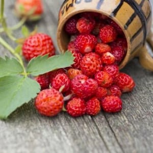 May include: A small, tan ceramic mug with dark brown vertical stripes is tipped over, spilling a cluster of bright red wild strawberries onto a weathered wooden surface. A green strawberry plant stem with three leaves rests nearby.
