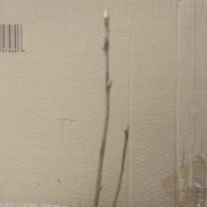 May include: A close-up of a small plant with three thin brown stems and small green leaves growing in a black pot. The plant is in front of a brown cardboard box with a barcode that reads "4748018".