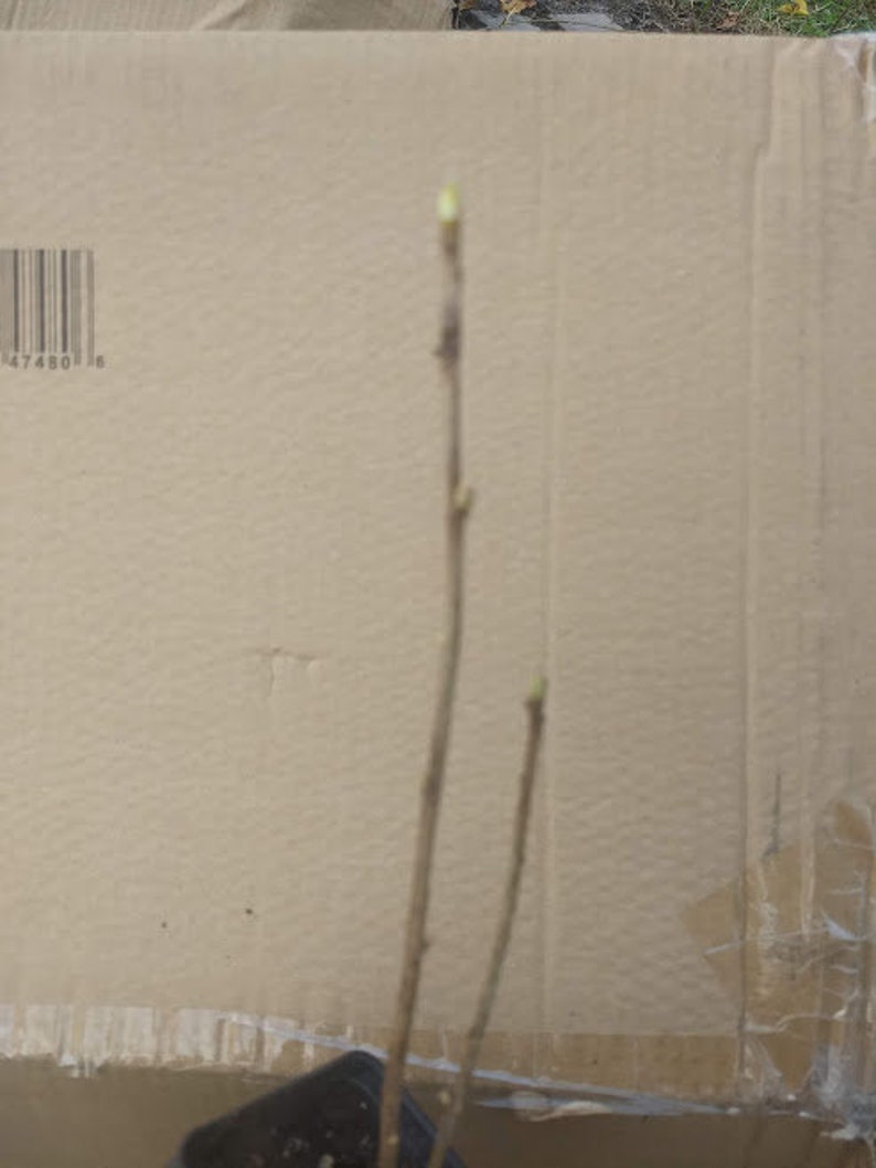 May include: A close-up of a small plant with three thin brown stems and small green leaves growing in a black pot. The plant is in front of a brown cardboard box with a barcode that reads "4748018".