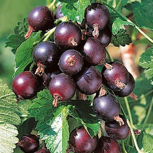 1 Jostaberry Gooseberry Currant cross live plant, edible berries. Zones 3-8.