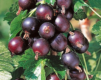 1 Jostaberry Gooseberry Currant cross live plant, edible berries. Zones 3-8.