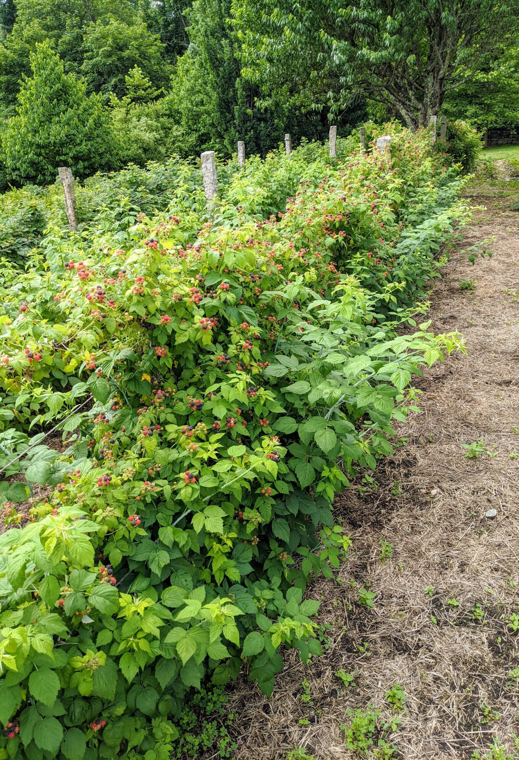 1 Double Gold Raspberry Rooted Plant. Zones 5-8. Champagne Colored ...