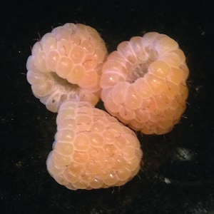 1 Yellow Anne raspberry living plant. Live starter plant zones 4-9.