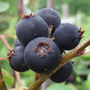 1 Jennybelle Edible serviceberry plant. Amelanchier obovalis Zones 5-8. Self-pollinating