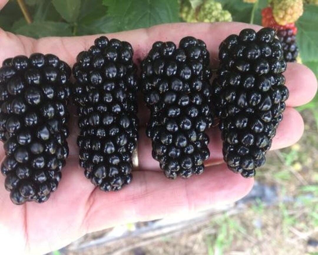 1 Big Daddy Thornless Sweet Blackberry Rubus Live Rooted Starter Plant