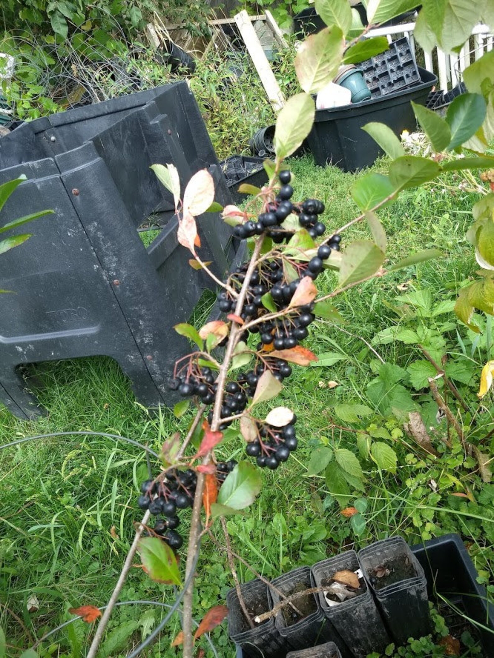 3 Viking Aronia Berry Plants. Zones 38 Not Dormant. Live Etsy