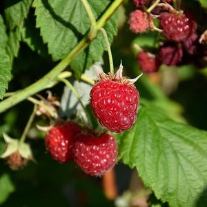 May include: A cluster of ripe, bright red raspberries hanging from a green stem with serrated leaves. The berries have a textured, bumpy surface and are attached to thin, light green stalks. Several other raspberries are visible in the background.
