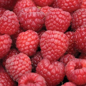May include: A close-up of a bowl filled with ripe red raspberries. The raspberries are arranged in a random pattern, showcasing their bright red color and delicate texture.