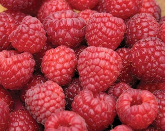 May include: A close-up of a bowl filled with ripe red raspberries. The raspberries are arranged in a random pattern, showcasing their bright red color and delicate texture.