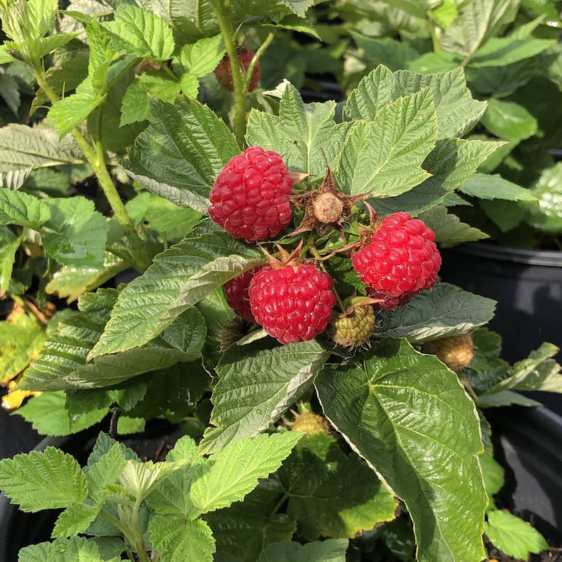 1 DORMANT Early everbearing Prelude red raspberry plant. Live rooted starter plant. 4-7. image 3
