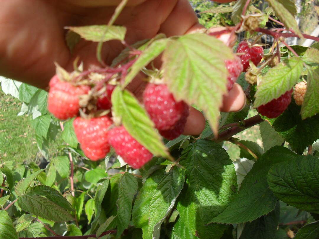 1 Carolina Red Raspberry Plant. Live Rooted Starter Plant. Zones 4-9 ...