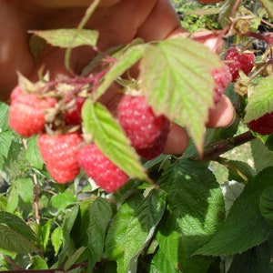 May include: A close-up of a raspberry branch with several ripe, red raspberries. The berries are a vibrant red color and are surrounded by green leaves. The image is taken outdoors, with a hand holding the branch.