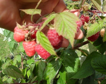 May include: A close-up of a raspberry branch with several ripe, red raspberries. The berries are a vibrant red color and are surrounded by green leaves. The image is taken outdoors, with a hand holding the branch.