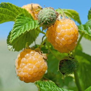 1 Fall Gold Raspberry rooted plant. zones 3-8. Gold colored raspberry. Self-pollinating