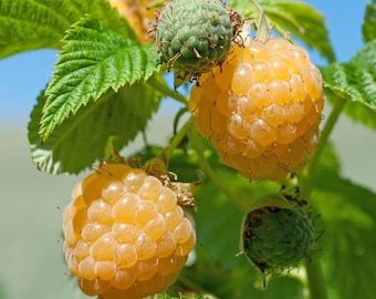 Pode incluir: Close-up de uma planta de framboesa com frutos maduros amarelo-dourados e frutos verdes não maduros. Os frutos estão agrupados, mostrando sua superfície texturizada. Folhas verdes exuberantes fornecem um fundo vibrante contra um céu azul claro.