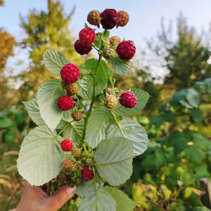 May include: A raspberry plant stem featuring multiple clusters of round berries in various stages of ripeness, ranging from pale green and yellow to deep red and dark purple, accompanied by serrated, light green leaves on a central woody stalk.